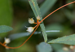 Image of chaparral dodder