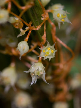 Image of chaparral dodder