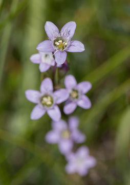 Image de Gentianella amarella subsp. acuta (Michx.) Gillett