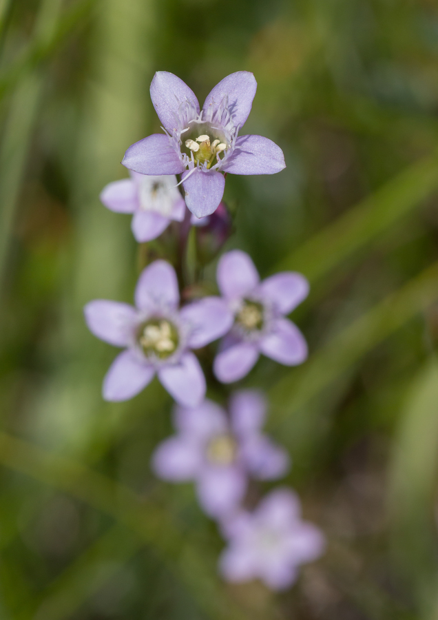 Imagem de Gentianella amarella subsp. acuta (Michx.) Gillett