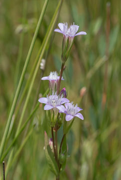 Image of autumn dwarf gentian