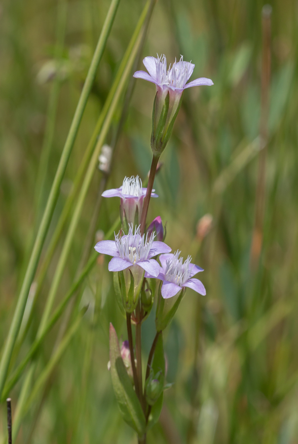 Imagem de Gentianella amarella subsp. acuta (Michx.) Gillett