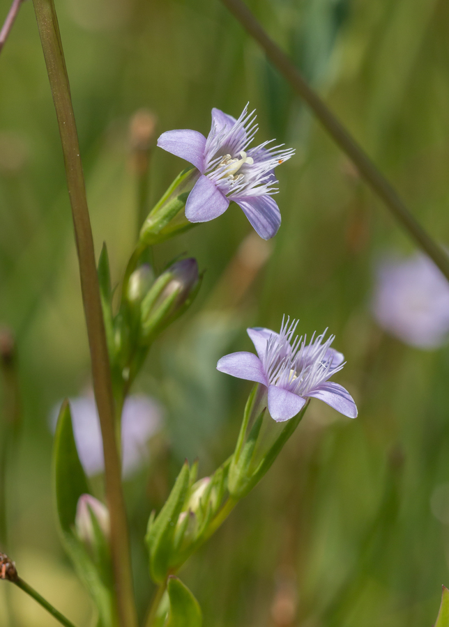 Image de Gentianella amarella subsp. acuta (Michx.) Gillett