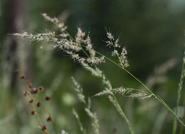 Image of foxtail muhly