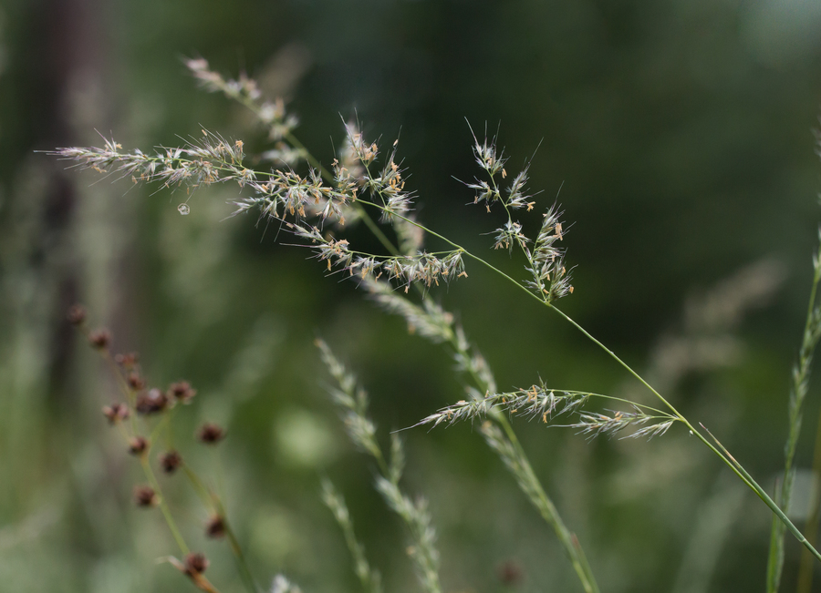 Слика од Muhlenbergia andina (Nutt.) Hitchc.