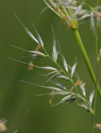 Plancia ëd Muhlenbergia andina (Nutt.) Hitchc.