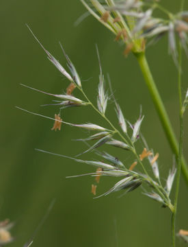 Image of foxtail muhly