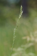 Image of foxtail muhly