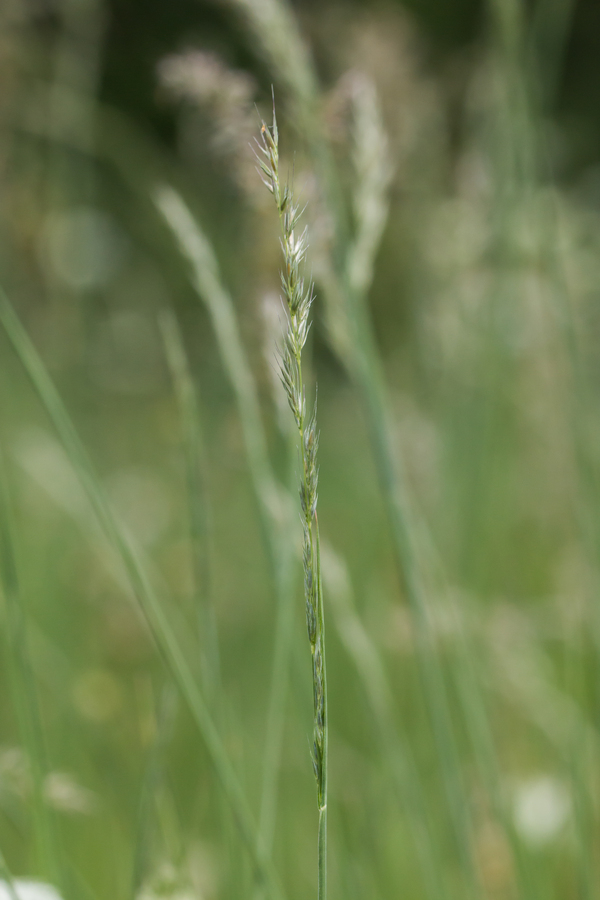 Image of foxtail muhly