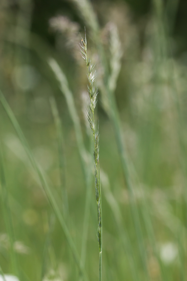 Слика од Muhlenbergia andina (Nutt.) Hitchc.