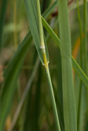 Image of foxtail muhly