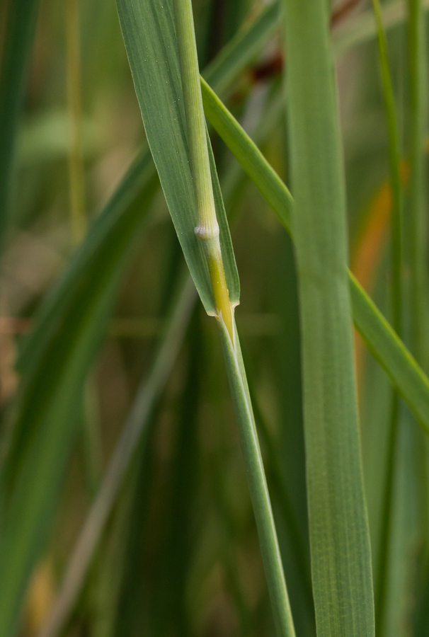 Слика од Muhlenbergia andina (Nutt.) Hitchc.