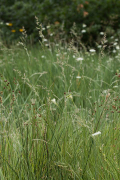 Image of foxtail muhly