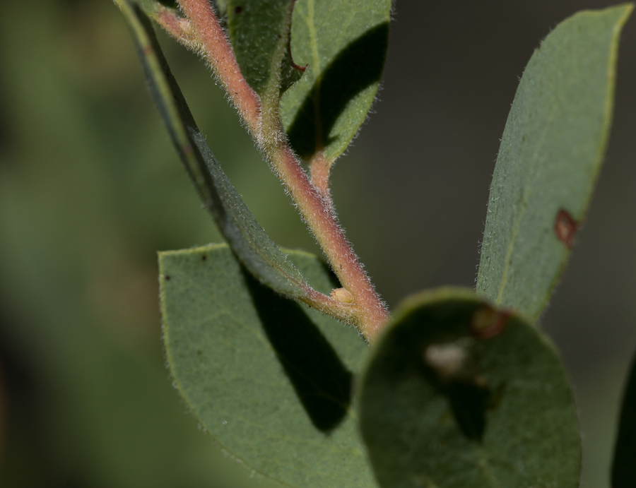 Imagem de Arctostaphylos nevadensis A. Gray