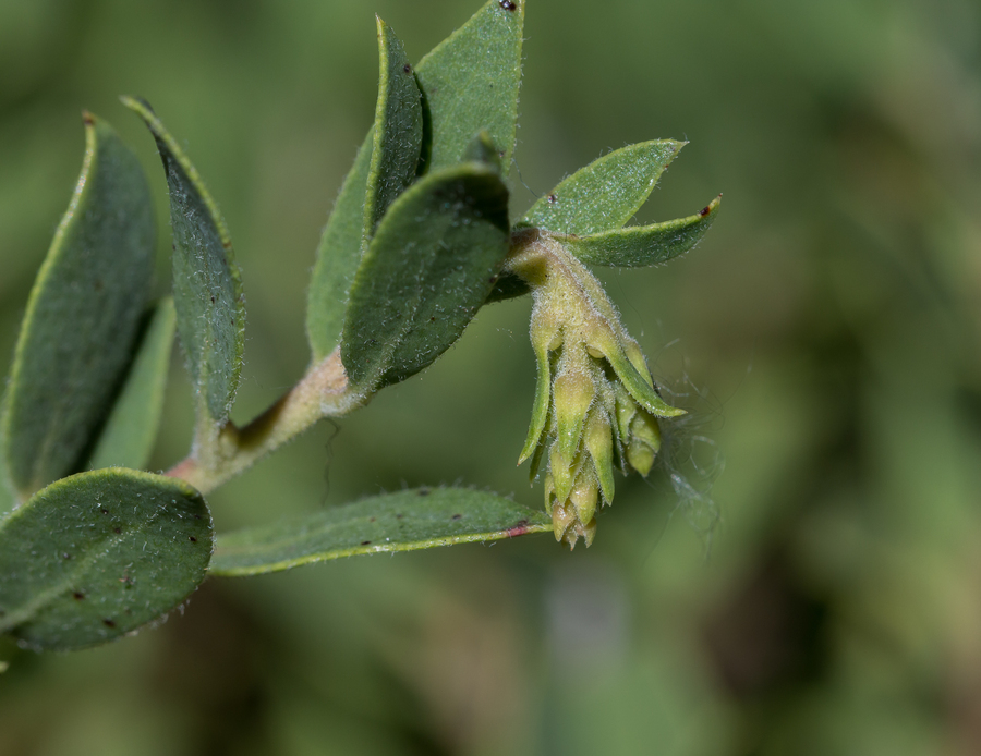 Imagem de Arctostaphylos nevadensis A. Gray