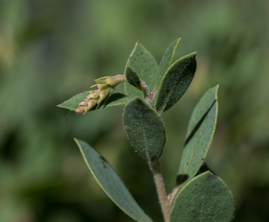 Imagem de Arctostaphylos nevadensis A. Gray