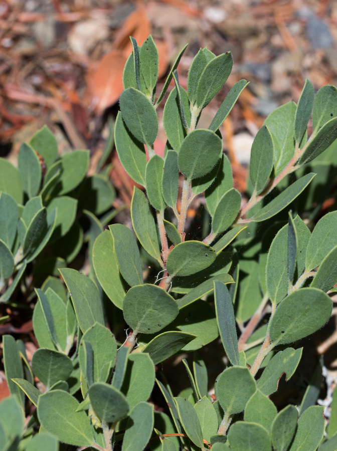 Imagem de Arctostaphylos nevadensis A. Gray