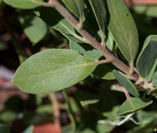 Imagem de Arctostaphylos nevadensis A. Gray