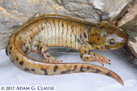 Image of Barred Tiger Salamander