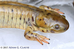 Image of Barred Tiger Salamander