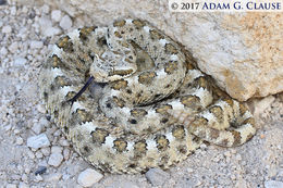 Image of Sidewinder Rattlesnake