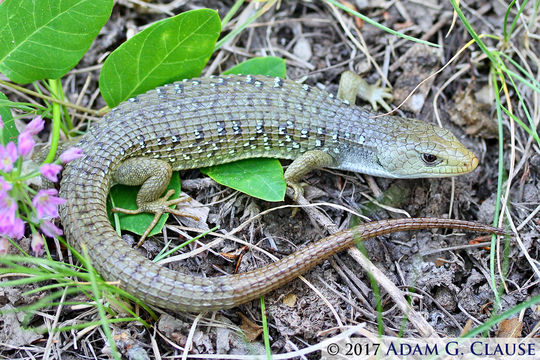 Image of northern alligator lizard