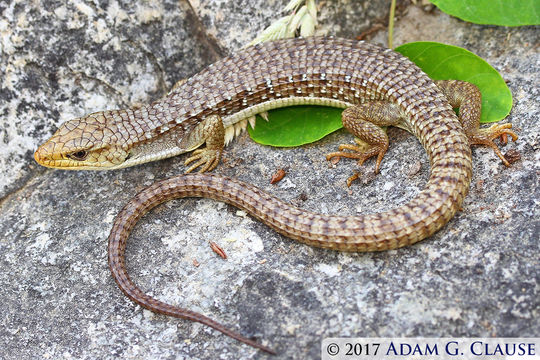 صورة Elgaria coerulea (Wiegmann 1828)