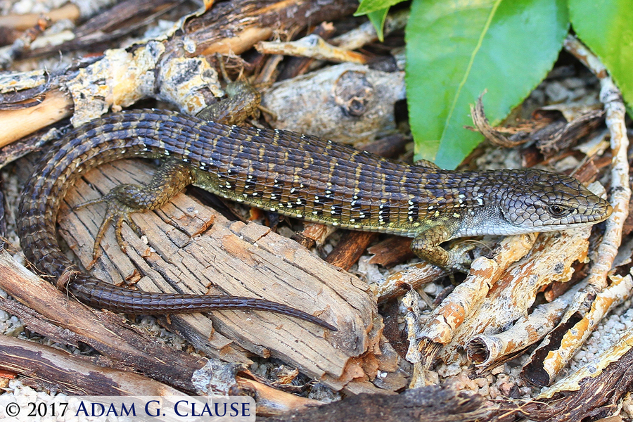 Image of northern alligator lizard