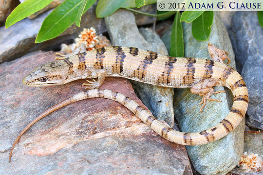 Image of Panamint Alligator Lizard