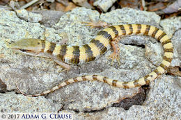 Image of Panamint Alligator Lizard