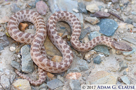 Image of Desert Night Snake