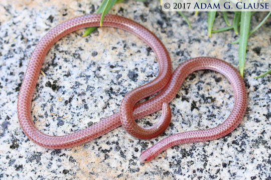 Image of Rena humilis humilis Baird & Girard 1853