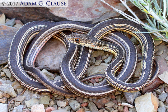 Image of <i>Masticophis taeniatus</i>