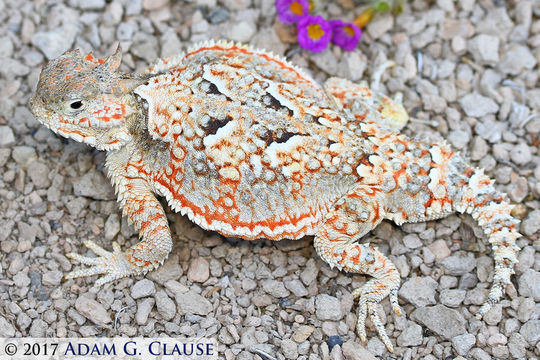 Phrynosoma platyrhinos calidiarum (Cope 1896) resmi