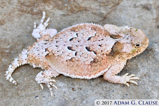 Image of Phrynosoma platyrhinos calidiarum (Cope 1896)