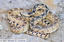 Image of Pituophis catenifer deserticola Stejneger 1893