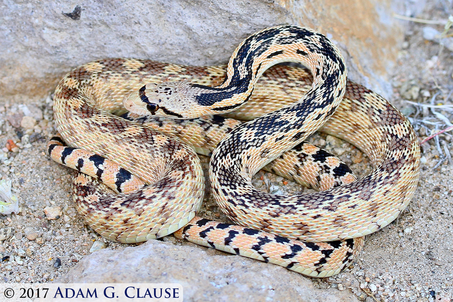 Image of Pituophis catenifer deserticola Stejneger 1893