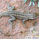 Sceloporus graciosus graciosus Baird & Girard 1852 resmi