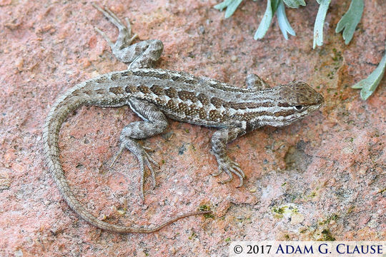 Image of Sceloporus graciosus graciosus Baird & Girard 1852