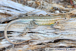 Image of Sceloporus graciosus graciosus Baird & Girard 1852