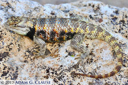 Image of Desert Spiny Lizard