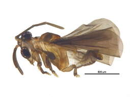 Слика од Lychnocolacidae