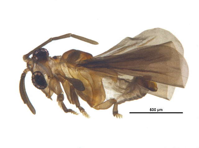 Image of Lychnocolacidae