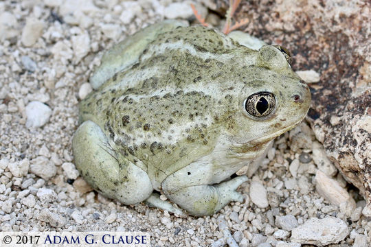 Image of Great Basin Spadefoot