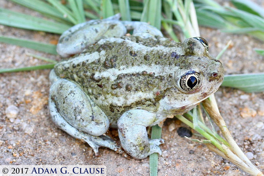 Image of Great Basin Spadefoot