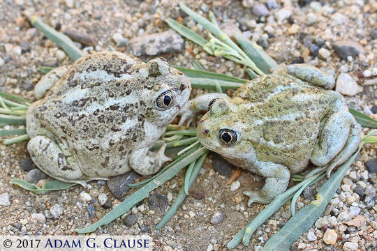 Image of Great Basin Spadefoot