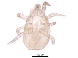 Image de Typhlodromipsini