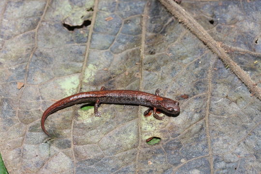 Chiropterotriton dimidiatus (Taylor 1940)的圖片