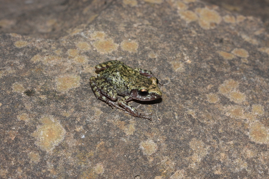 Image of Eleutherodactylus verrucipes (Cope 1885)