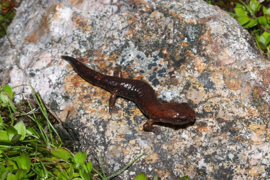 Image of Bolitoglossa hartwegi Wake & Brame 1969